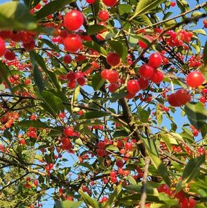 Meet your Posher, Winnie